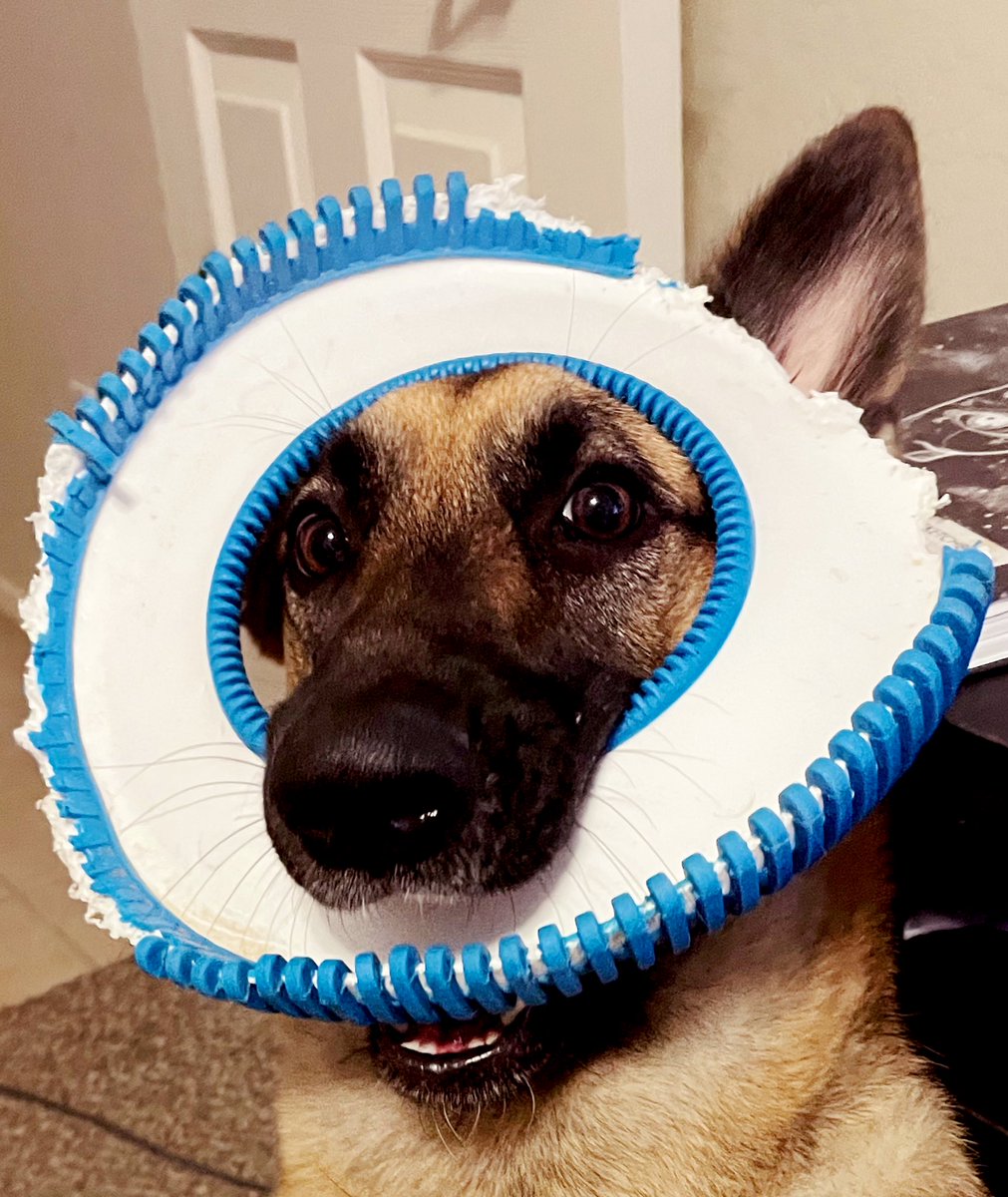 andriabandria's tweet photo. She is beauty, she is grace
#GermanShepherd #eden https://t.co/745M0Era7E
