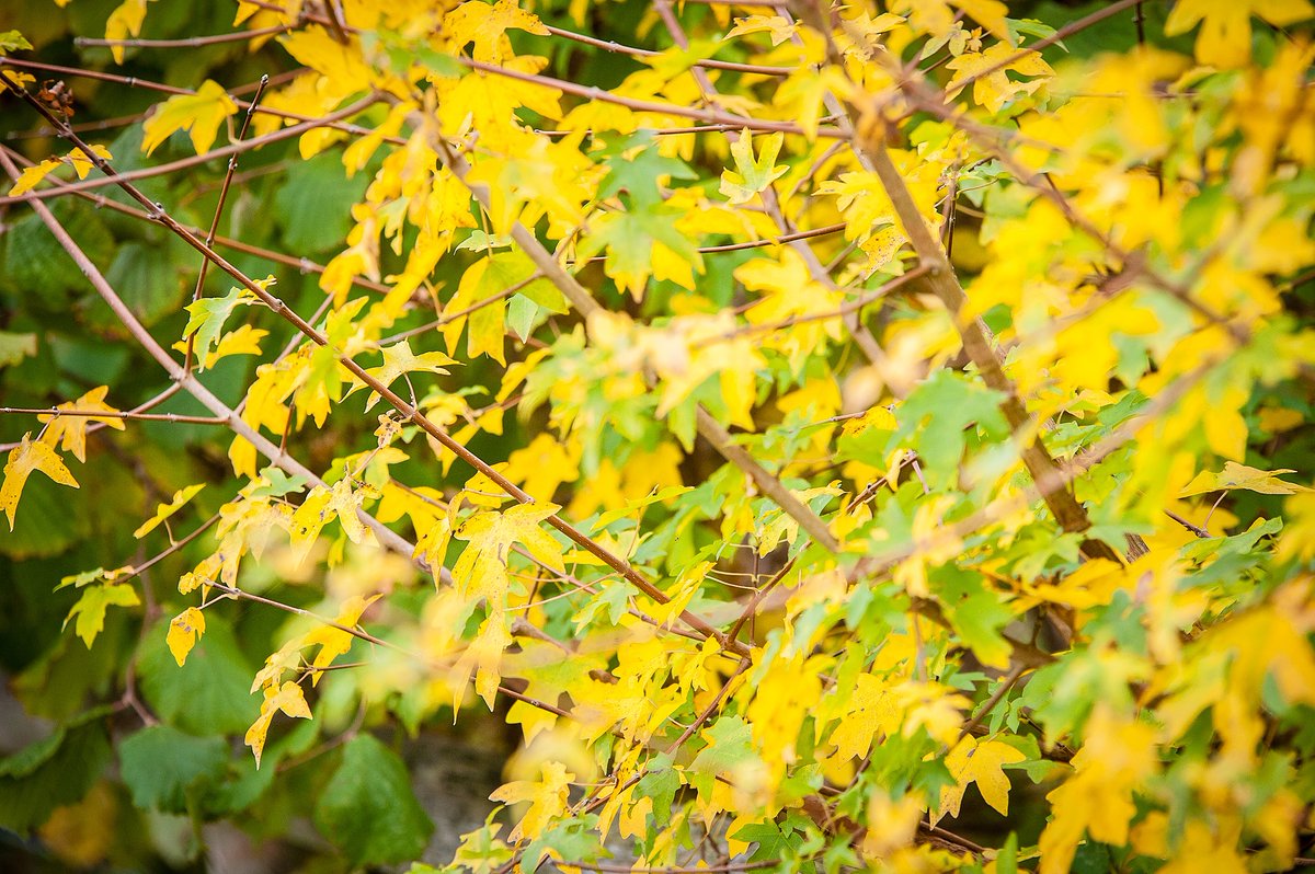 Here in #Gloucestershire we're surrounded by beautiful autumn colours. The Everhot factory and HQ are based in the glorious Cotswolds, where we pride ourselves on local, carbon negative manufacturing, and our continuing efforts to reforest everhot.co.uk/About-Everhot/…