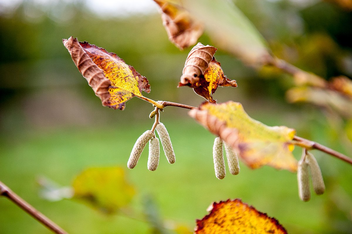 everhotcookers's tweet photo. Here in #Gloucestershire we're surrounded by beautiful autumn colours. The Everhot factory and HQ are based in the glorious Cotswolds, where we pride ourselves on local, carbon negative manufacturing, and our continuing efforts to reforest https://t.co/2loL1IFplT https://t.co/io7yL67f6r