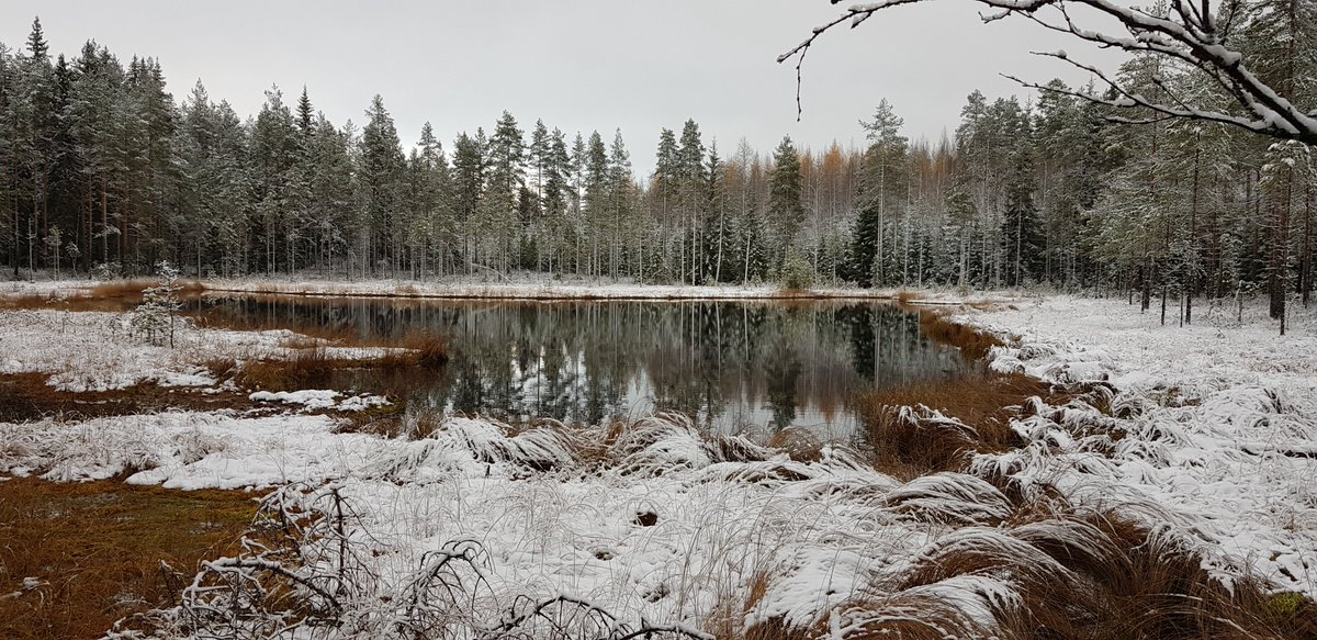 LaitisenArto's tweet photo. Näitä metsälakikohteita on 122 000 kpl. 

Puuta oli 1920 -luvulla 1385 milj. m3, nyt 2505 milj. m3. Etelä- ja Keski-Suomessa oli järeitä kuusia 1 milj. kpl, nyt 20 milj. kpl ja kuollutta puuta on nyt paljon enemmän. #monimuotoisuus

Outoa, että jotkut löytävät vain aukkoja. https://t.co/XXi0Mss5xW