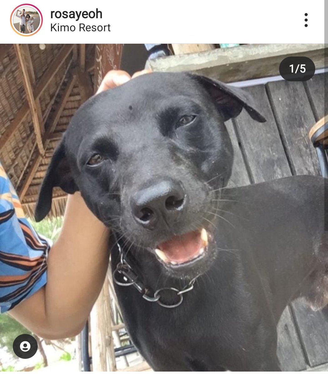 _borahae_3012's tweet photo. Canon was a dog that died after several men in uniform tortured him inside a basket when all he did was wave his tail at them in hope that he could play with them, not knowing that those people would kill him.

i hope all of them go to hell for this.
#aceh #canonaceh https://t.co/KpHzohrGQ9