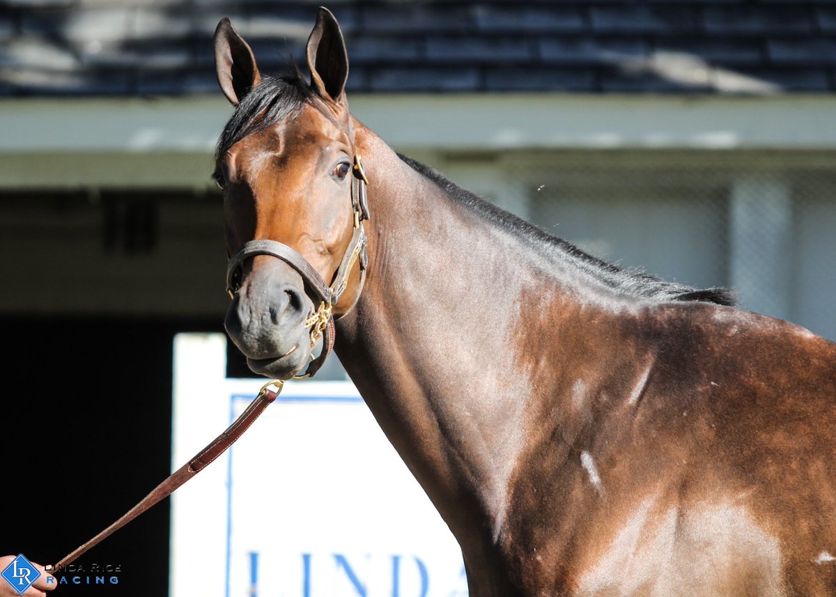 LindaRiceRacing's tweet photo. We have plenty of action at Belmont today starting with Johnnypump in race 1. Irish Giant is next in race 4, followed by Maseta in race 5 and Cousin Andrew in race 6. Good luck to the connections! https://t.co/p09OcNCDM4