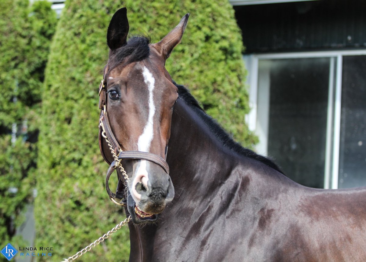 LindaRiceRacing's tweet photo. We have plenty of action at Belmont today starting with Johnnypump in race 1. Irish Giant is next in race 4, followed by Maseta in race 5 and Cousin Andrew in race 6. Good luck to the connections! https://t.co/p09OcNCDM4