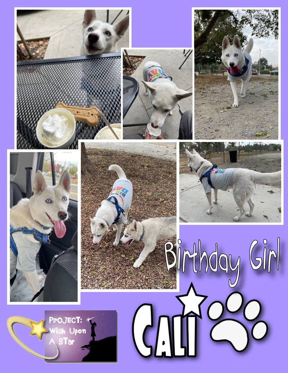 GiveWuas's tweet photo. Big day for our 2 yr old. First, a stop at @ampersandicecream for a Canine Cream, then a drive to the dog park where she met a new little friend “Ghost”!
Cali is currently in school training hard to be our next mascot for our events!

@forpetssake #forpetssake https://t.co/H9QUW9LEMo