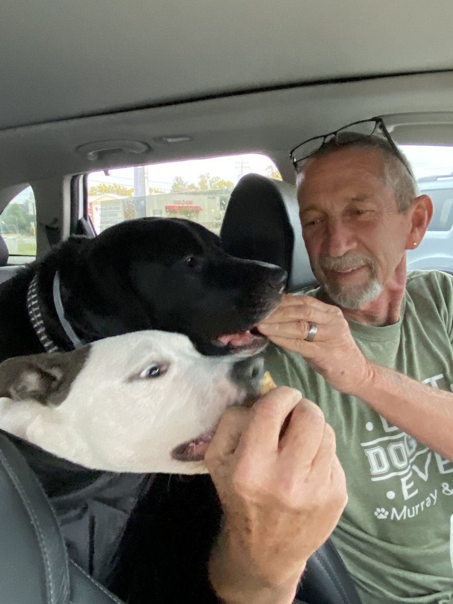 BODIEBO2's tweet photo. Happy Saturday Y’all.  Pops took us for a very special treat this morning.  FRESHLY made doughnuts from Paul’s Bakery!  Yum Yum!!  Only one bite though🍩❤️ #Doughnut #dogs #dogsoftwitter #staffy #blacklab #AdoptDontShop #Food #SaturdayMorning #littlesister https://t.co/bFAKKTSfMX