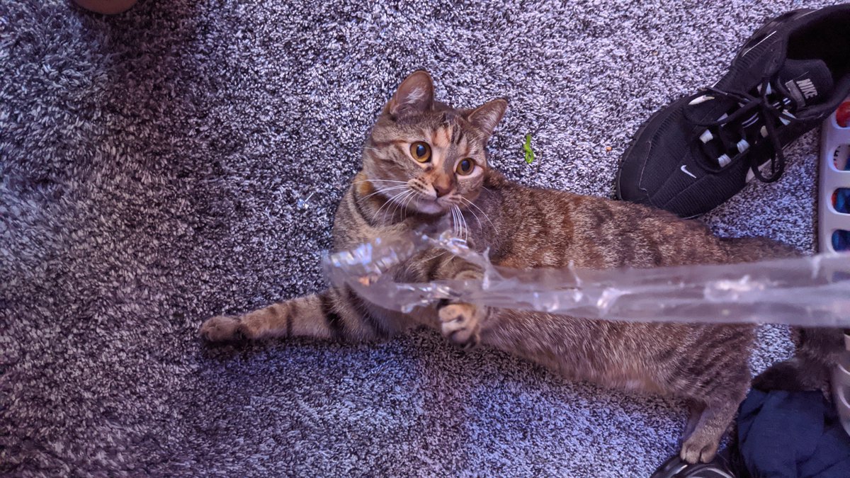 DGLghtmn's tweet photo. #Caturday 
Her name is Beyonce'. https://t.co/75Tv8o3rIt