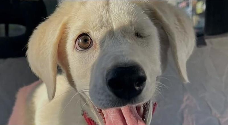 CityNewsTO's tweet photo. Peanut Mutter Rescue is looking for loving homes to open their doors to some very special dogs. Audra Brown with how you can help give a dog a second chance at a happy life. https://t.co/Xkzcta0dM0 https://t.co/LbjWr5BSBn