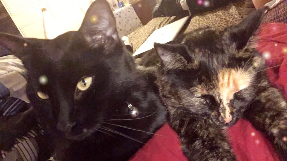 Gemini Queen tweet media