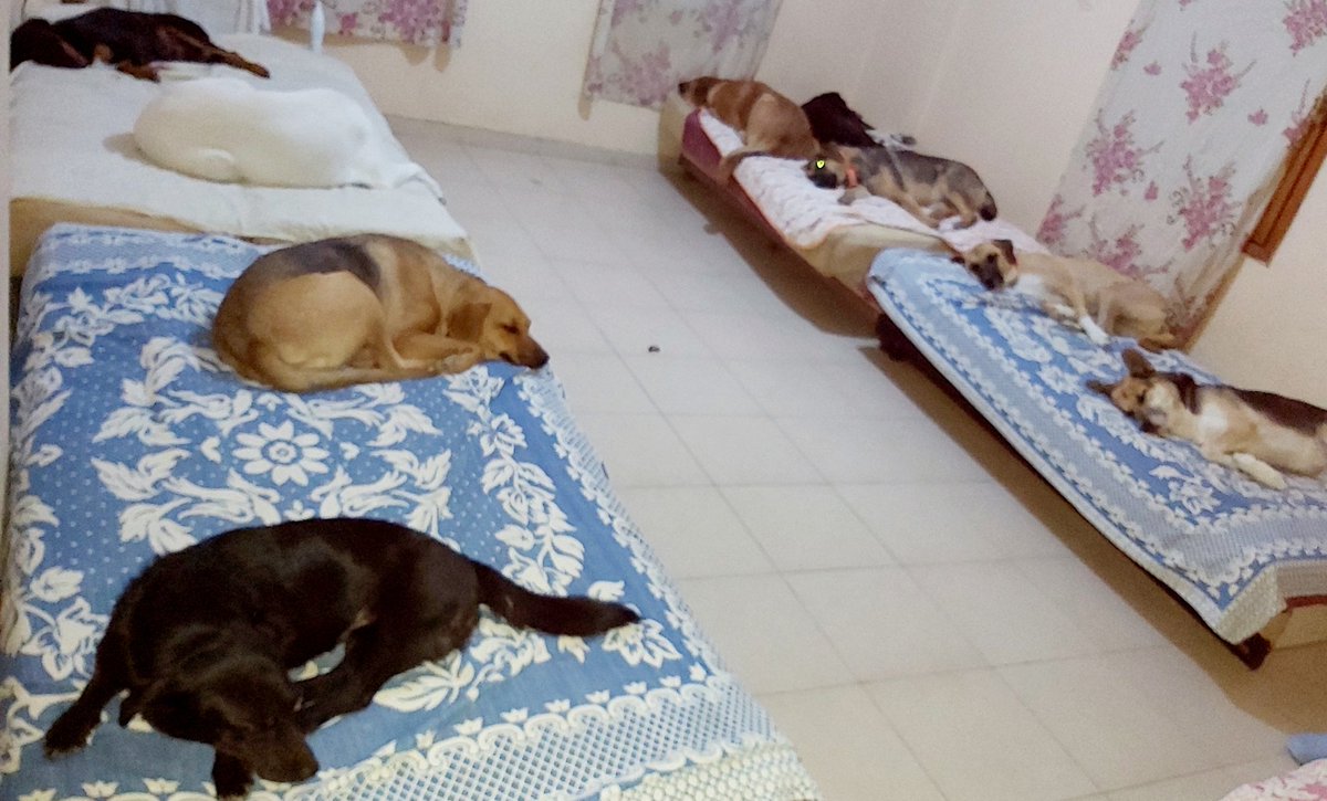 Serayindunyasii's tweet photo. Sokak-barınaktan kurtarıp; zorluklarla tuttuğum evde,beraber yaşadığım evlatlarım için mama desteğinize ihtiyacım var.Evdeki ve sokaktaki sayı birleşince tek başıma yetebilmem imkansiz oluyor.Aylik 50-60 paket mama gidiyor. Çocuklarıma mama yollar mısınız?
https://t.co/sCuQ24Xv76 https://t.co/Ggb4dC2n2N
