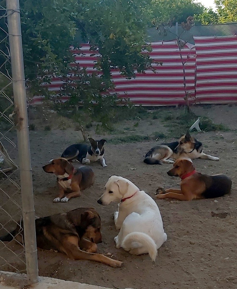 Serayindunyasii's tweet photo. Sokak-barınaktan kurtarıp; zorluklarla tuttuğum evde,beraber yaşadığım evlatlarım için mama desteğinize ihtiyacım var.Evdeki ve sokaktaki sayı birleşince tek başıma yetebilmem imkansiz oluyor.Aylik 50-60 paket mama gidiyor. Çocuklarıma mama yollar mısınız?
https://t.co/sCuQ24Xv76 https://t.co/Ggb4dC2n2N