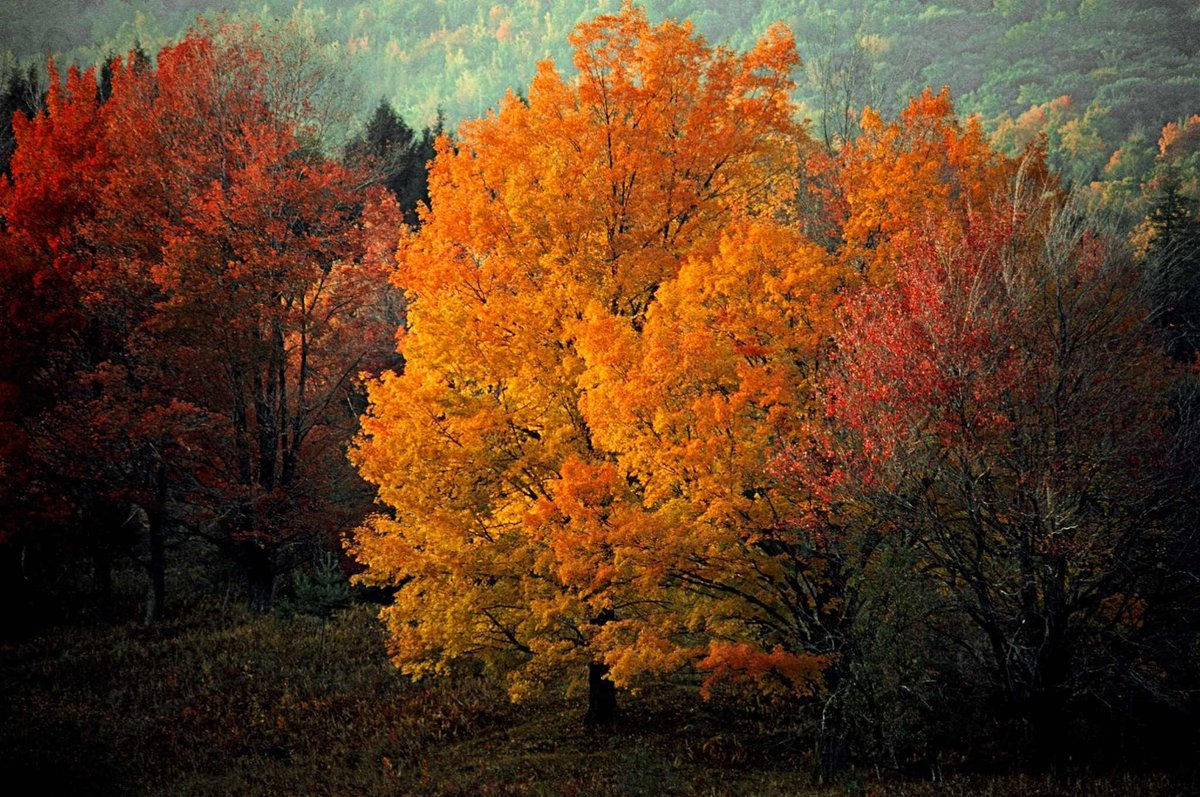 InadeBree's tweet photo. ‘Don’t you imagine the leaves dream now 
how comfortable it will be to touch
the earth instead of the 
nothingness of the air and the endless 
freshets of wind?’ - Mary Oliver, Song for Autumn 

Frank Horvat, Maple Trees, Vermont, 1976 https://t.co/yDmx478axs