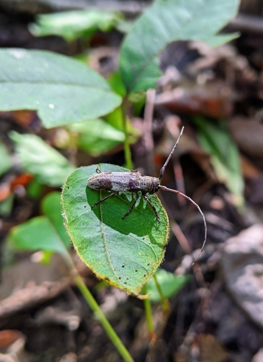 m_owens_'s tweet photo. Found this Oncideres cingulata also known as the twig girdler at Clifty Falls State Park! https://t.co/sZmPSGYZVH