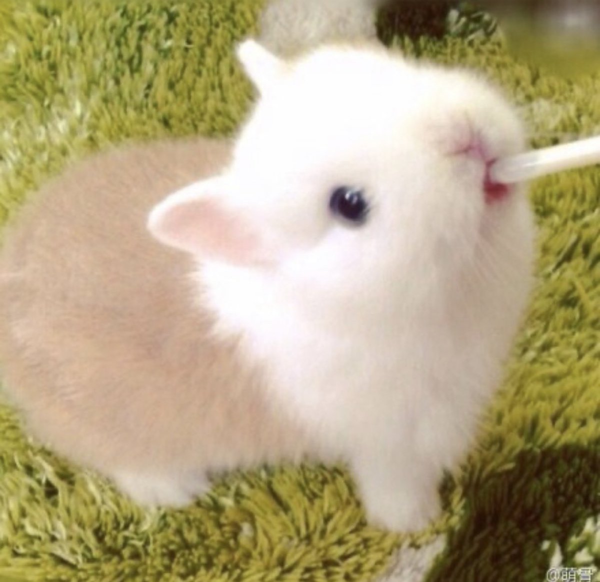 just two bunnies drinking their milk :3