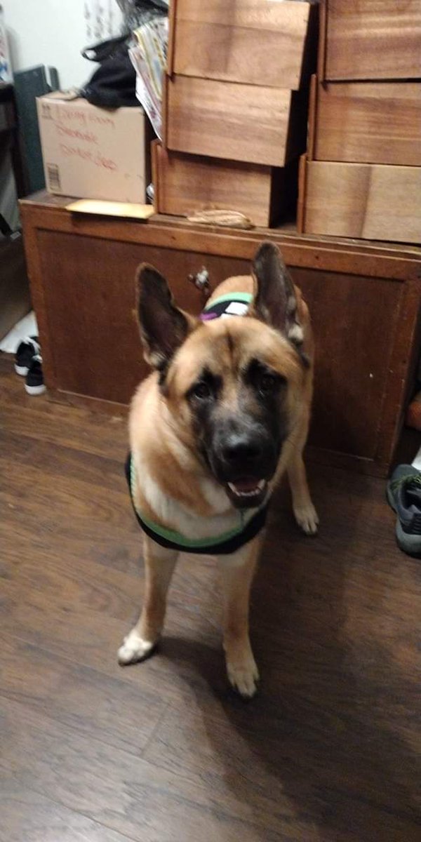 StitchdPanda's tweet photo. Heh, finally remembered my password. So now our Fenrir is 9 months old, 105 pounds. He wears an XL collar and harness, A XXL sweater. He most definitely took the great dane size, Yet has the look of the Shepherd. Excuse the mess in some pictures. We just moved into our new house. https://t.co/liExwL1xZT