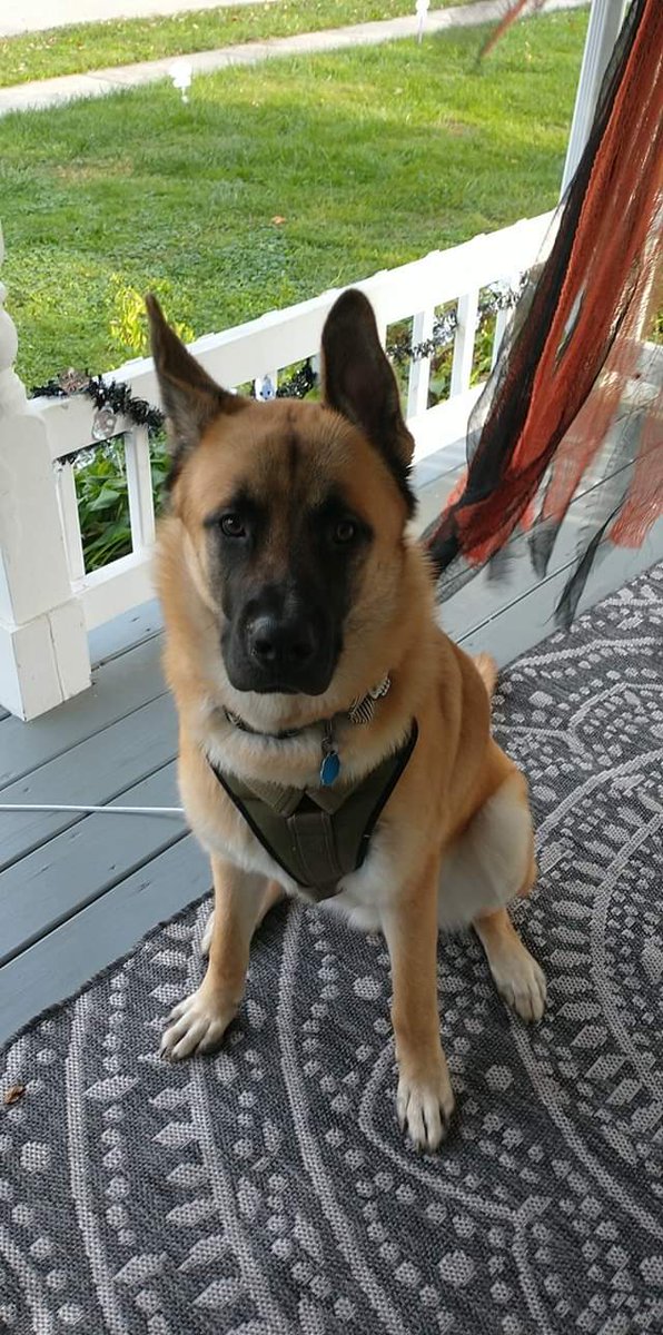 StitchdPanda's tweet photo. Heh, finally remembered my password. So now our Fenrir is 9 months old, 105 pounds. He wears an XL collar and harness, A XXL sweater. He most definitely took the great dane size, Yet has the look of the Shepherd. Excuse the mess in some pictures. We just moved into our new house. https://t.co/liExwL1xZT
