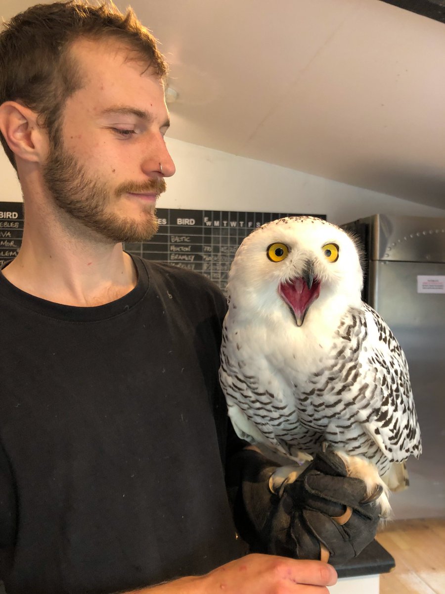 It’s 1 week till Owl Evenings! 🦉

Baltic the snowy owl can’t quite believe it’s only a week to go. November is already fully booked but we still have dates available in December - get your tickets here icbp.org/owl-evenings/