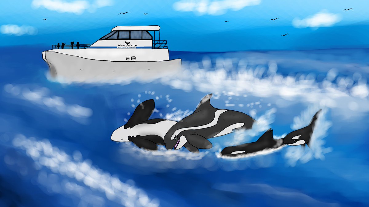 KDS99683184's tweet photo. Some gift for @WhaleWatchWA with my girl Suluk, WA059 “Bear''(i think!), WA079 “Slater” and WA008 “Split Tip”!!

#orcaart #orcadrawing #orcapod #whalewatchWA https://t.co/sqoORAgxk8