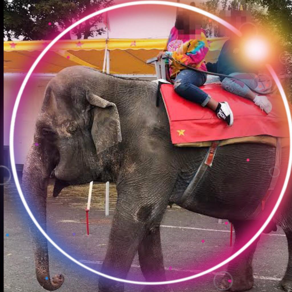 youthforanimals's tweet photo. Many are concerned about the welfare of #elephant #Minnie at the #CommerfordZoo in #CT. The public hasn't seen her in over 2 yrs. We want to know details of how she is physically &amp; mentally.

@GovNedLamont @USDA @SecVilsack

#FreeMinnie #BreakTheChain
#FriendsofShankar https://t.co/gpEO9HpoIK