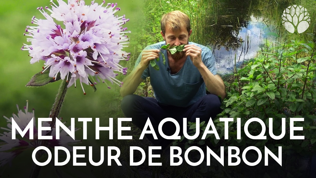 Le Chemin de la Nature tweet media