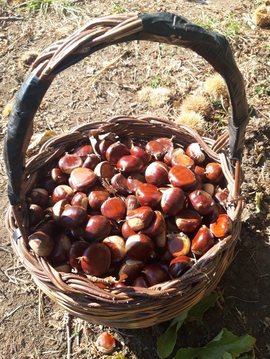 gia_tav's tweet photo. https://t.co/pKobE9Ifg2
@La_Calabria @coldiretti @ColdirettiG @Calab_Magnifica @scopri_calabria @Visit_Calabria_ @ProvinciaCZ #sersale @CD_agricoltura @ecodellalocride @ https://t.co/clyf6ffAkN