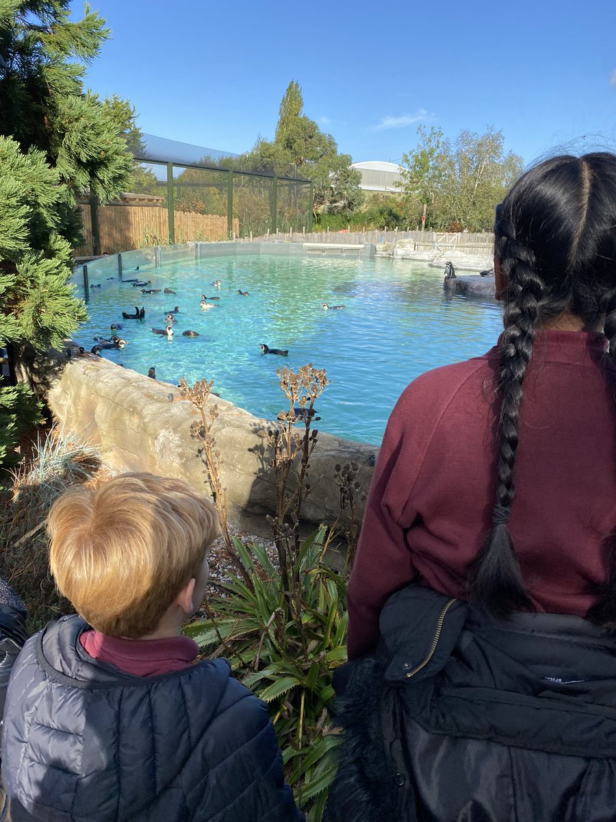 6W ended our first half term together by visiting the wonderful <a href="/chesterzoo/">Chester Zoo</a>. It felt incredible to finally be out on a class trip after so long. 🐯 🦁 🦋 🦧 🐧 
<a href="/GreenbankSchool/">Greenbank Primary</a>