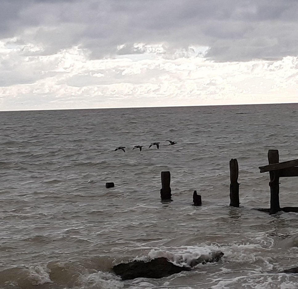 Incoming,..  4 Brent's west at Climping beach, 8 House Martins east, 2 Sanderling on the beach.  <a href="/SussexOrnitholo/">Sussex Ornithology</a>
