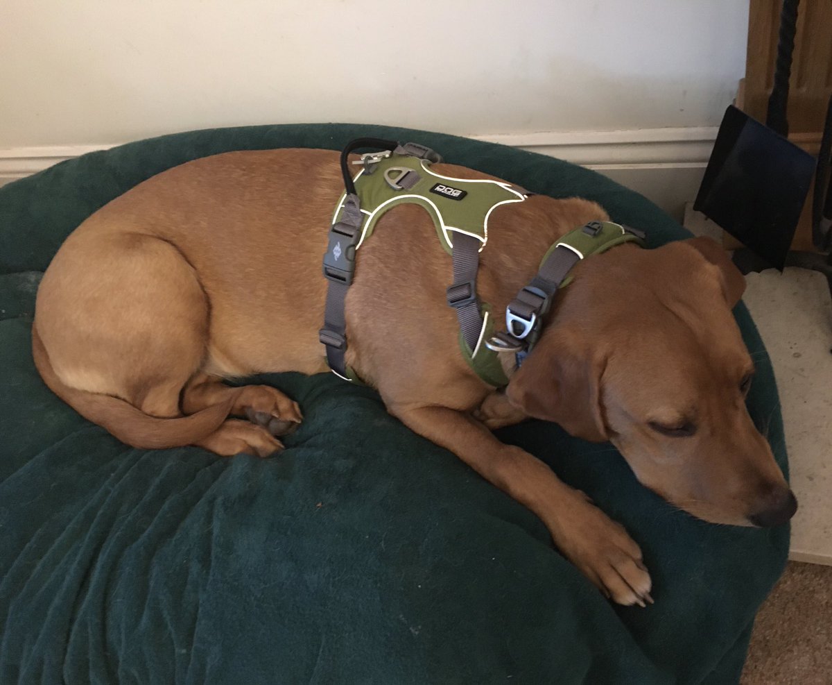 Gunnar_of the West tweet media