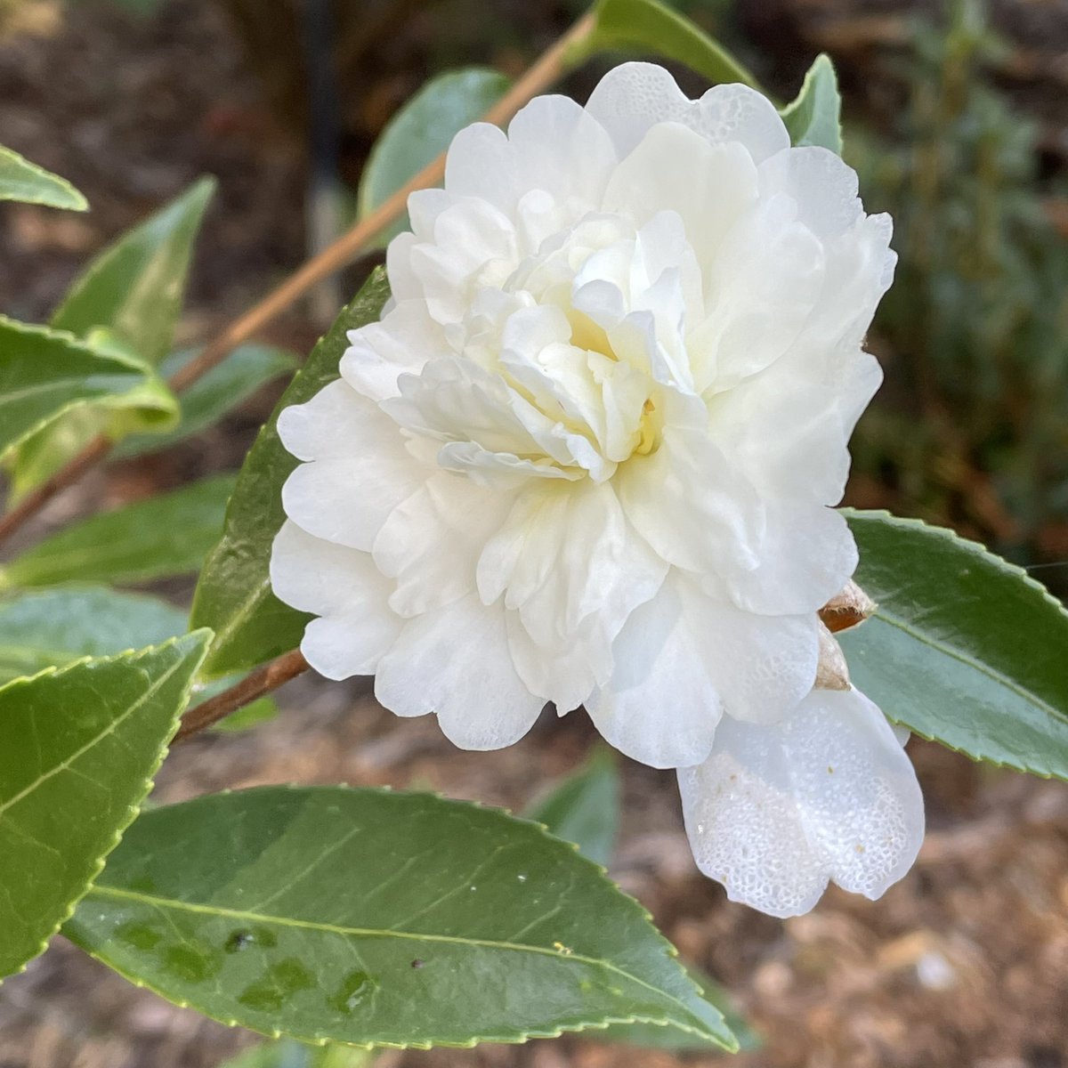 tracy_woods_'s tweet photo. October #SnowFlurry! ❄️ Camellia ‘Snow Flurry' is a peony form camellia that is an Ackerman hybrid developed for cold hardiness. Normally blooms in November. I’m just thrilled to see it bloom. #plantlove https://t.co/4DY81yjZAW https://t.co/kx719NVrJC