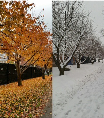 AdelphiU's tweet image. #ReplyTweet This or That! #FallAtAdelphi or #WinterAtAdelphi ?🍁❄️