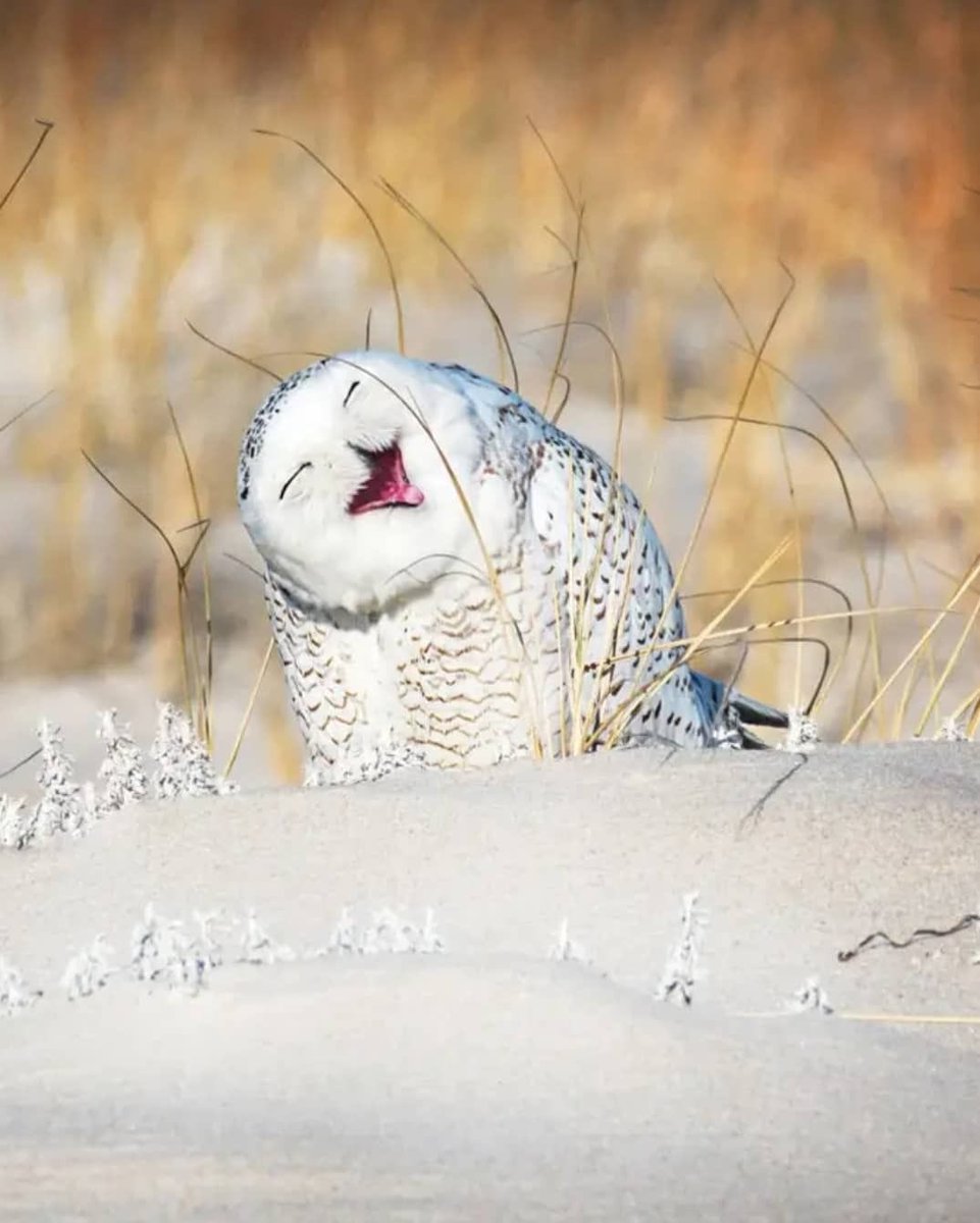 JeanetteEliz's tweet photo. “Life is better when you’re laughing” 💞🌺💕
#NaturePhotography #nature https://t.co/PHBIJi0x03