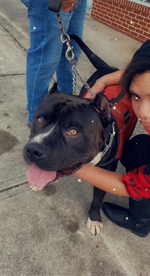 TeeTeePorsMom's tweet photo. Going to my friend's house this weekend..excited I get to see this big moose again #PitbullLover #MyCuddleBuddy #kahu https://t.co/13pcGW3keJ