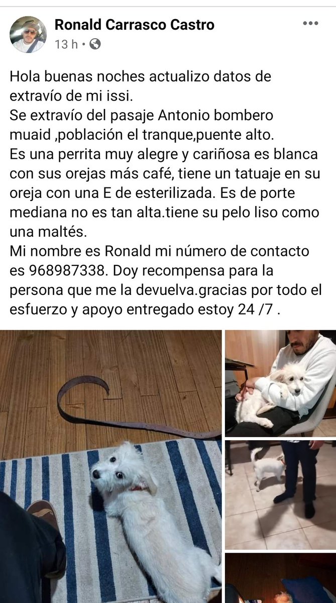 Se perdió en #PuenteAlto por favor si alguien tiene alguna info de esta perrita, su dueño la busca desesperadamente contacto +56 968987338 RT