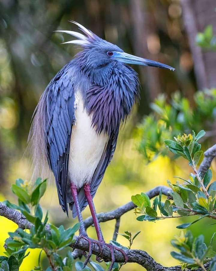 травянка птица. Good bird. дрозд в полете. яркие птички на ветке. розовый робин.
