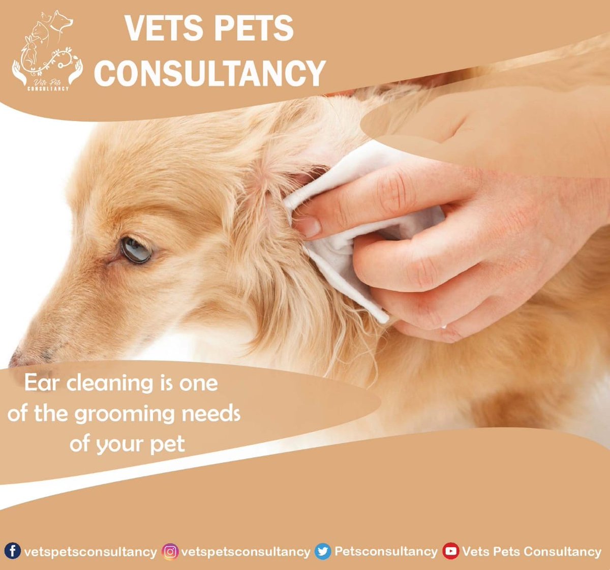 Petsconsultancy's tweet photo. Ear cleaning is one of the grooming needs of your pet.
Dogs who are prone to ear infections get benefit from frequent ear cleaning.
#vetspetsconsultancy #onehealthconcept #veterinaryprofession #catsfeed #animalsskin #animalswaste #veterinaryconsultancy #COVID19outbreak https://t.co/RE15oNRJQ5