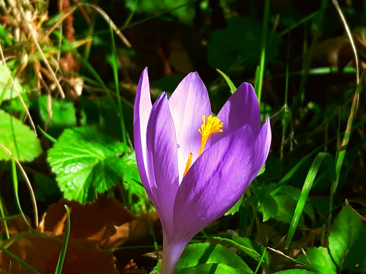 ialzu77's tweet photo. La guapa del jardín de #otoño #azafran @59andueza @ELENAALZUETA #atardecer #naturaleza #photography #Navarra https://t.co/Ti0KeHWcpC