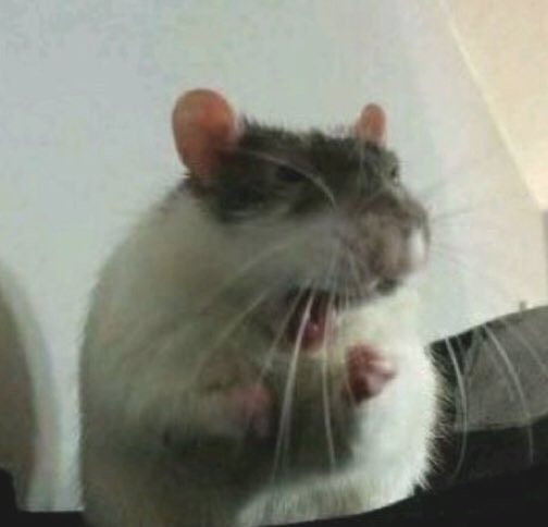 quackingrat's tweet image. “VAGINA!!!!1!”