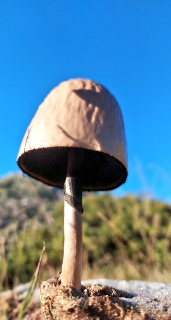 ↠

flotando en las fosas nasales de personas y animales e incluso impregnando las raíces de las plantas y las membranas de las bacterias del suelo... el OLOR nos arrastra a los enredados hilos de la memoria y la posibilidad.

Anna Lowenhaupt Tsing
'la seta del fin del mundo'

↞