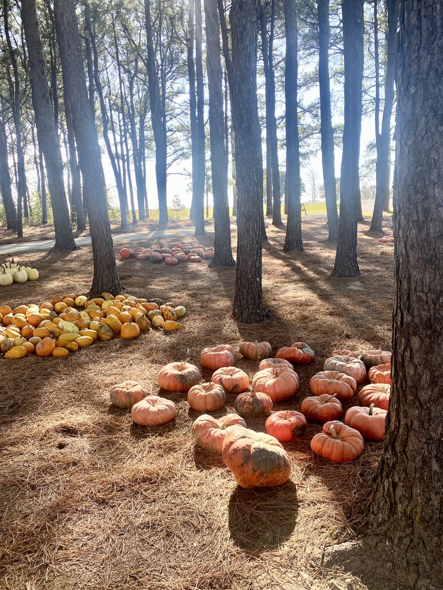 GorillaPhotog's tweet image. Pumpkins and pines. 
 #fallAF