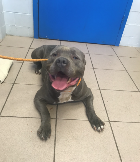 PSPCA's tweet photo. Do you recognize me? My shelter name is Buck and I was found by a volunteer on Aramingo Avenue yesterday.
Please share to help me find my family. But, also, don't worry, I'm being well taken care of here at the PSPCA and am VERY wiggly. https://t.co/snwnKRtoj3