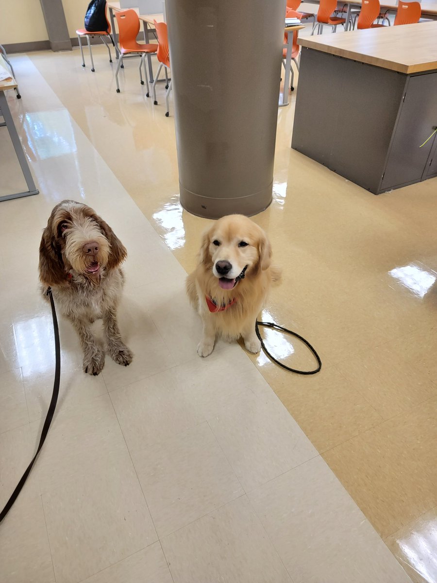 Therapy dogs make a visit to <a href="/fwc_bpt/">Fairchild Wheeler</a> #biotech as part of a senior Capstone project. #everykideveryday
@MichaelTestani3 @CampusParents <a href="/BridgeportPSchl/">BPT Public Schools</a>