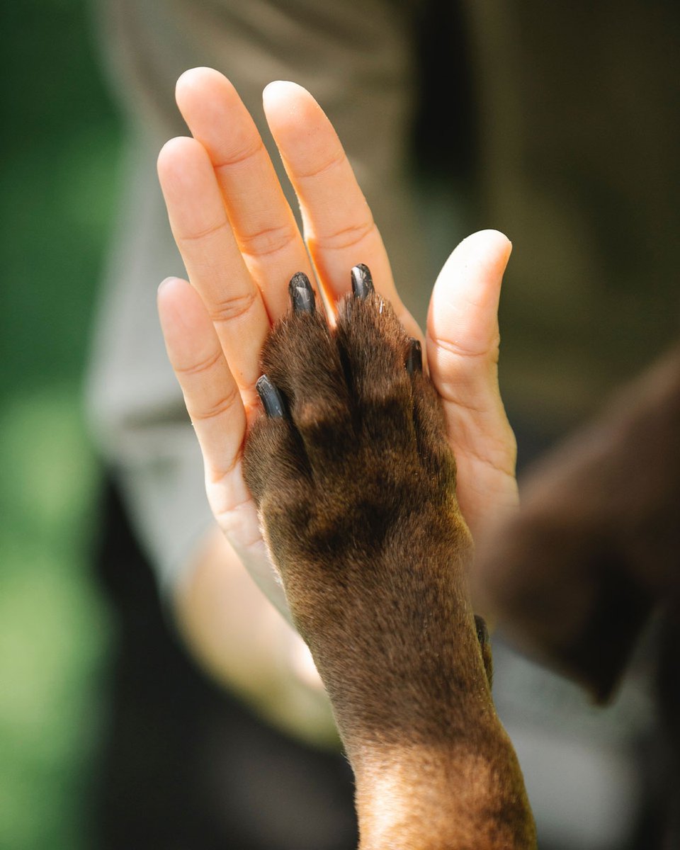 Imprimedicine's tweet photo. “DOGS leave paw prints on our hearts.” 🐾💗
#dogstagram #doglover #dogoftheday #doglife #doglovers #doggy #doglove #dogslife #dogscorner #dogcancersucks #fightingcaninecancer #caninecancer #caninecancerwarrior #caninecancerawareness #dogcancer #imprimed #imprimedicine https://t.co/0MhPqBLH5X