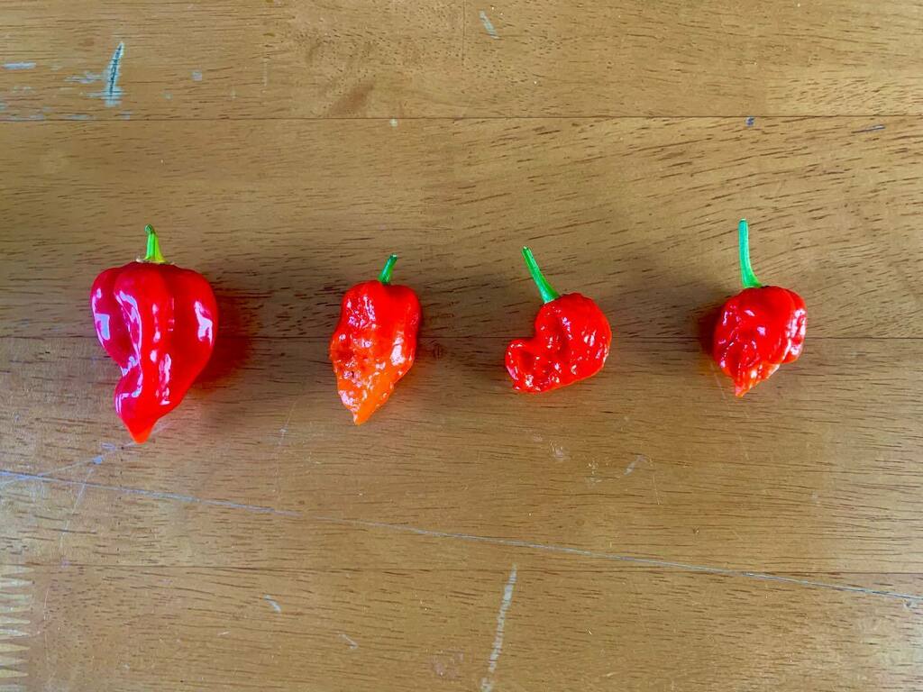 Well, my pandemic hot pepper project was a complete success! (L-R) Habanero, Scorpion, Ghost Pepper, and Carolina Reaper, all grown here in Somerville! This began in February in a grow tent in my living room. The plants saw the first light of day in earl… instagr.am/p/CVYJ3aHgW-r/