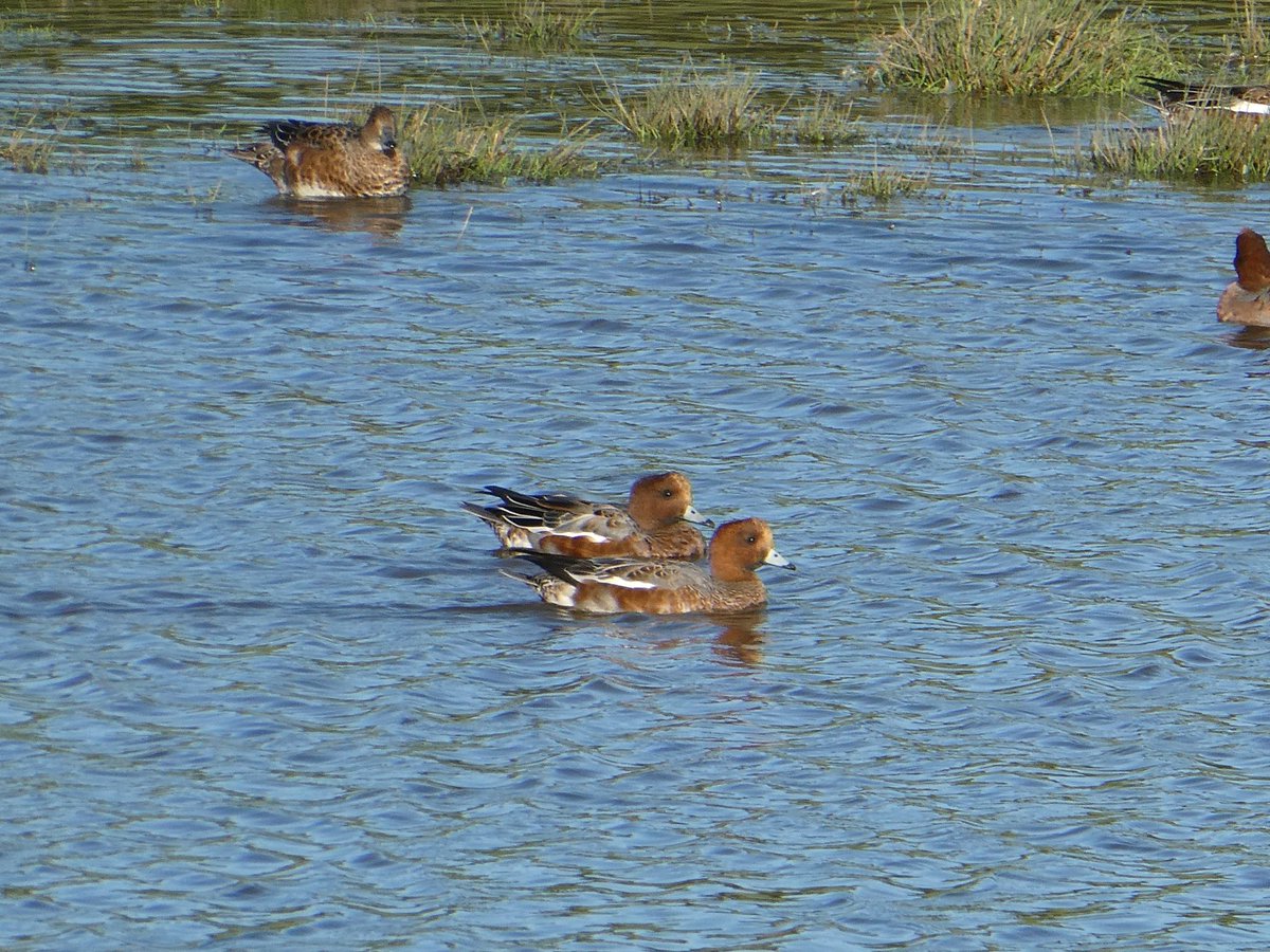 Flock of wigeon showing up in a waterlogged field 😊. Nwales Little Terns 🏴󠁧󠁢󠁷󠁬󠁳󠁿 @AnimalsWorId
@Britnatureguide @NatureUK @Team4Nature @BBCSpringwatch  #TwitterNatureCommunity @IoloWilliams2 #NaturePhotography  @wildlife_uk @Natures_Voice   #birdwatching @britishbirds #NaturalBeauty