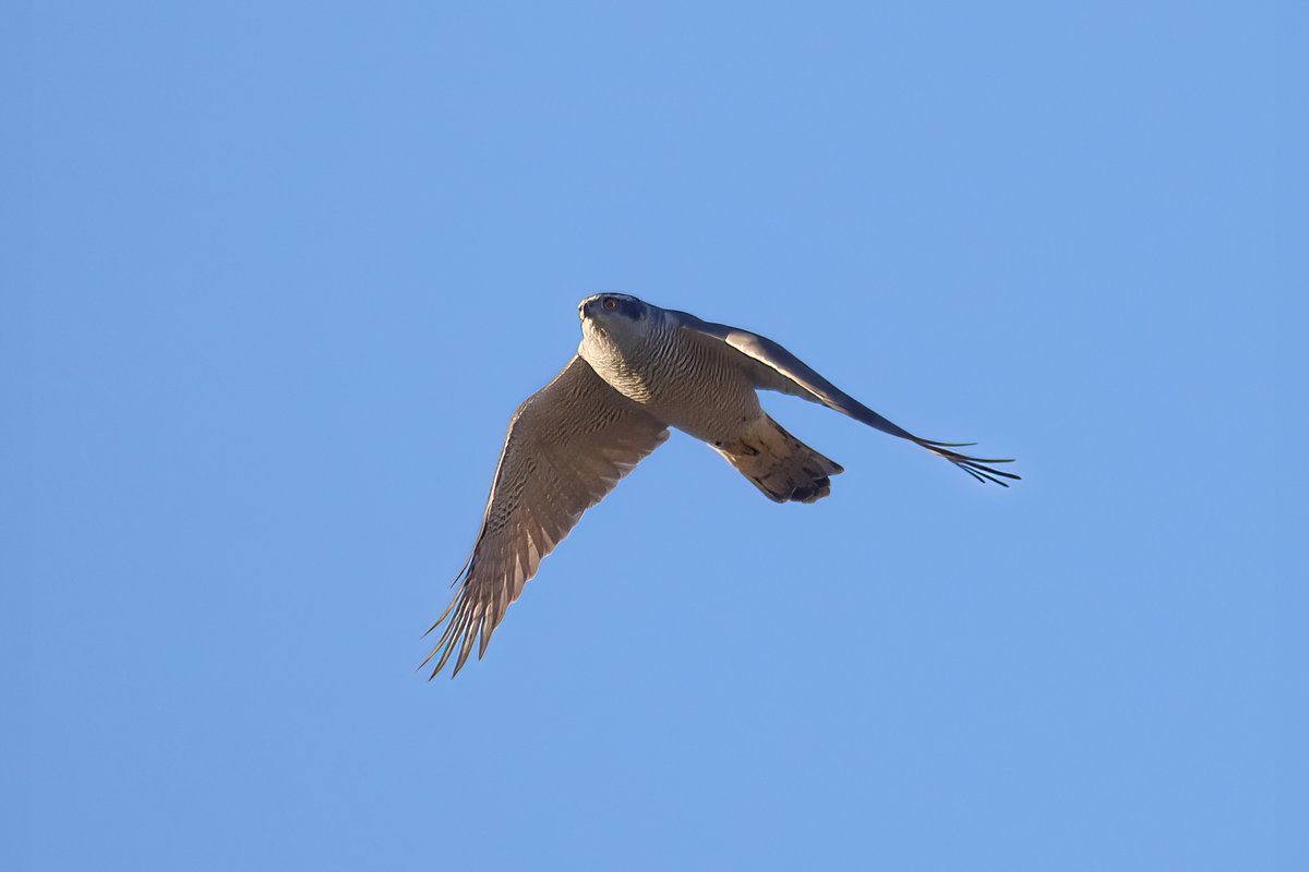 RT @ironfists67: Great views of a Goshawk in Helsinki last week https://t.co/OrECuUl5EP