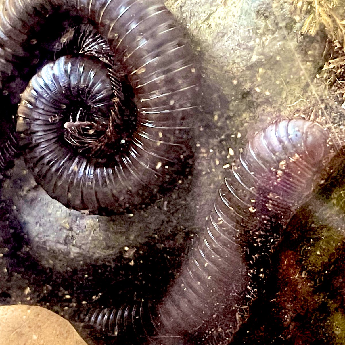 Ellenlion62's tweet photo. As the dune horror 

Came to an anti climate 

It then uncoiled 

#dunemovie #haikusaturday #dusty #dustinthewind #yikes 😱 https://t.co/kUNhviATB1