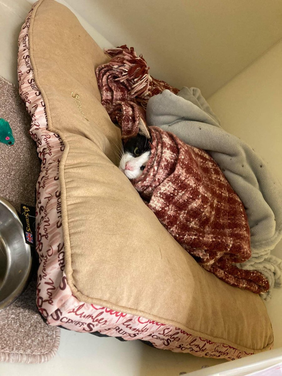 AnimalWythall's tweet photo. Who else is feeling the cold today?? 
We should all be more like Mocha! 😄 https://t.co/jKQ3hDOeko