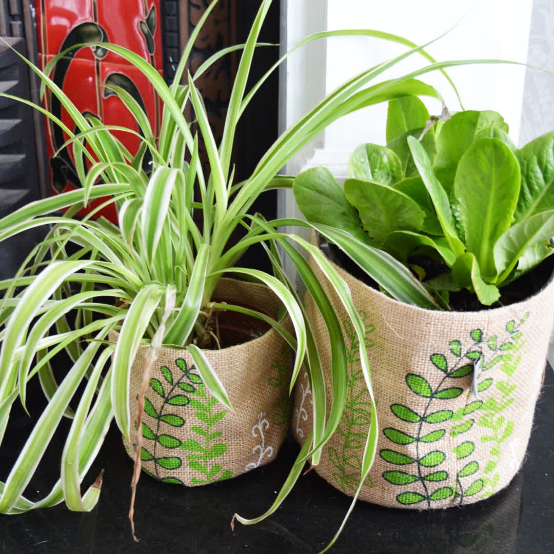 SharedEarthWS's tweet image. Best tips on keeping spider plants alive please??? Mine are looking terrible, though my cats are big fans of their leaves which I feel is half the issue 🤦‍♀️🤦‍♀️ These are not my plants, but the plant pot holders are Shared Earth's - aren't they gorgeous? We have a lot more online!