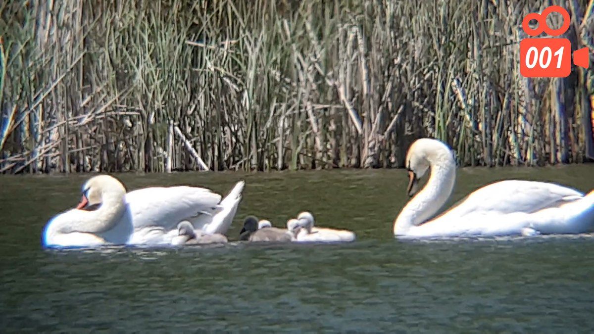 emwallet1's tweet photo. Family Swans Together - Hissing Swan Family video 001 https://t.co/7BsTqjB0Q9 via @YouTube https://t.co/g0bFh74iVn