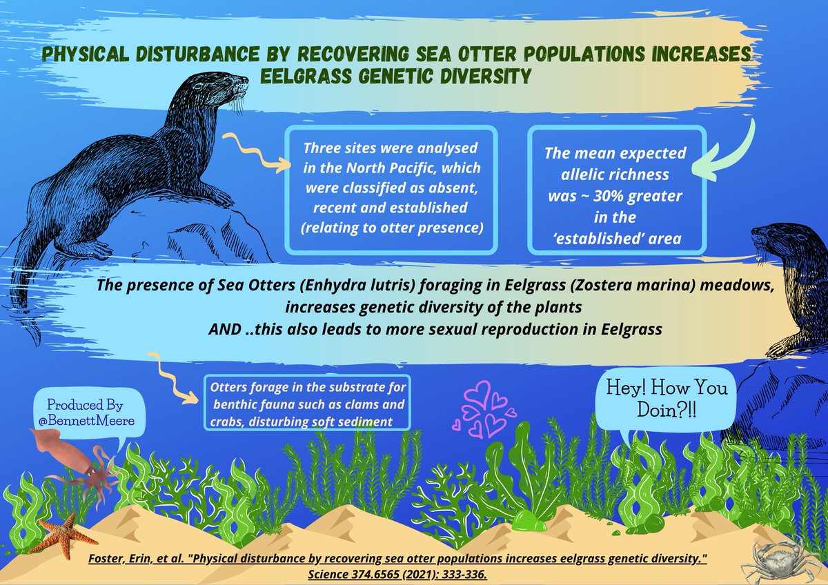 Let’s talk about Sex and #seagrass &amp; #seaotters…
Here’s my @MarineVertsMSc infographic for @BrendanGodley @VJHobson @ExeterMarine based on:science.org/doi/10.1126/sc… <a href="/HakaiInstitute/">Hakai Institute</a>, <a href="/yamelttam/">Matt</a>, <a href="/HessingLewis/">Margot Hessing-Lewis</a>, <a href="/hensonbiol/">Lauren Henson</a>, @AnneKSalomon, @ChrisDarimont