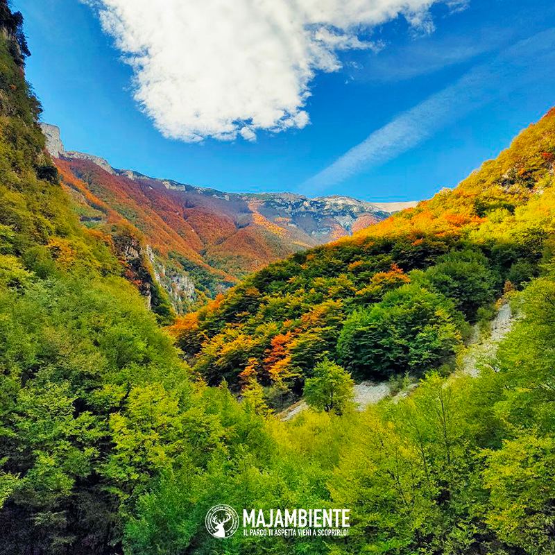 Majambiente's tweet photo. Come ogni anno questo periodo regala grandi #emozioni, ed il merito è tutto dell'esplosione di #colori caldi tipica del #foliage. Le #faggete diventano immense tavolozze e noi amanti della #stagione #autunnale le esploriamo alla ricerca di scorci mozzafiato. https://t.co/tEBNmCgy4z